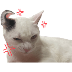[LINEスタンプ] とらじるちょり