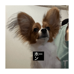 [LINEスタンプ] パピヨンのさちです。すり〜