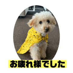 [LINEスタンプ] テディ日記4
