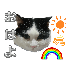 [LINEスタンプ] うちの可愛い3匹