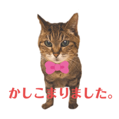 [LINEスタンプ] キジトラ猫のちびななちゃん