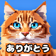 [LINEスタンプ] かわいい猫のスタンプ日常