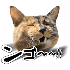 [LINEスタンプ] サビ猫のちゃこ6