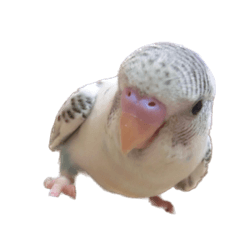 [LINEスタンプ] セキセイインコのシルちゃん3