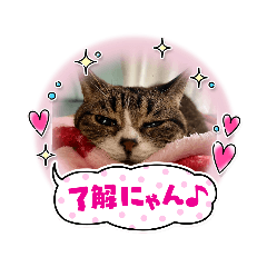 [LINEスタンプ] akebiネコのスタンプ