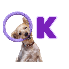 [LINEスタンプ] リッキー（垂れ耳でかヨーキー）の画像（メイン）