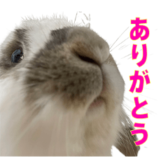 [LINEスタンプ] かわいいウサギたちの日常