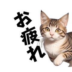 [LINEスタンプ] リアル可愛い子猫