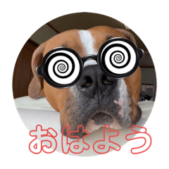 [LINEスタンプ] ピットボクサー レオン