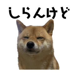 [LINEスタンプ] 豆柴ハル❷