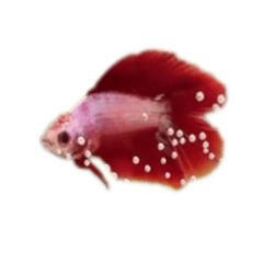 [LINEスタンプ] The very funny fish Chacha