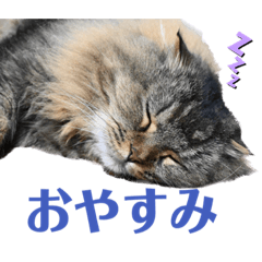 [LINEスタンプ] 猫カフェにゃーにゃーにゃー