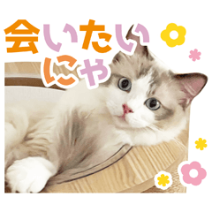 [LINEスタンプ] ラグドール猫♡いおたん第1弾-修正版-