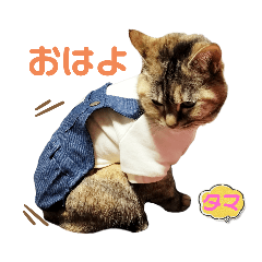 [LINEスタンプ] 猫ねこタマちゃん