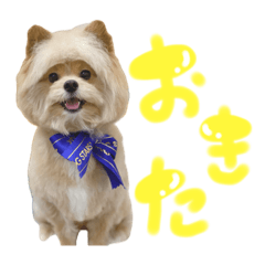[LINEスタンプ] ぽこくんの日常