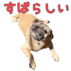 [LINEスタンプ] 動く！Pugゲッペイ