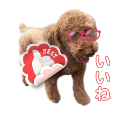 [LINEスタンプ] トイプードル達スタンプ40犬の日楽しく毎日