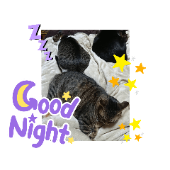 [LINEスタンプ] 我が家のねこたち、三匹❣️