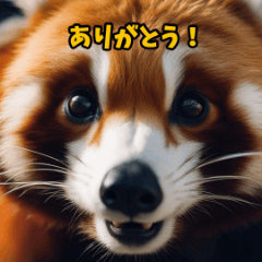 [LINEスタンプ] リアルなレッサーパンダ