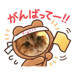 [LINEスタンプ] cat/元保護猫スタンプ