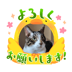 [LINEスタンプ] たぬきみたいな猫、そうたくんの画像（メイン）