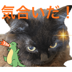 [LINEスタンプ] 黒猫 ルナ院長120にゃんめ