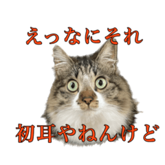 [LINEスタンプ] 口悪めの関西弁猫