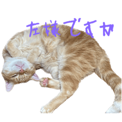 [LINEスタンプ] ダメ猫のスタンプ2