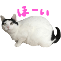 [LINEスタンプ] ハチミツたろー
