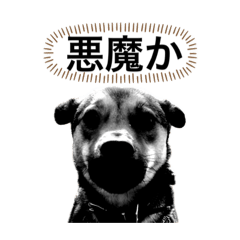 [LINEスタンプ] つぶやきがちな犬 あむちゃん