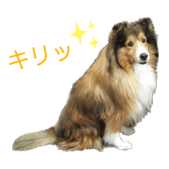 [LINEスタンプ] お利口シェルティ むさしのスタンプ