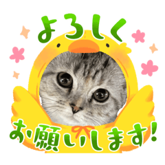 [LINEスタンプ] 可愛い姉妹にゃん