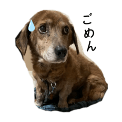 [LINEスタンプ] 愛犬ことらの使えるスタンプ(10)