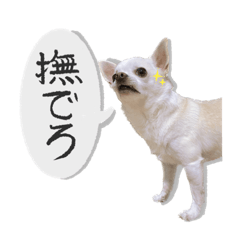 [LINEスタンプ] 元旦生まれのハッピーな犬