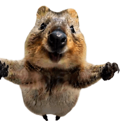 [LINEスタンプ] Happy Animal_Quacker Wallaby_ENGLISH verの画像（メイン）