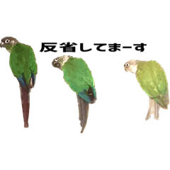 [LINEスタンプ] ウロコインコとセキセイインコのスタンプ♡