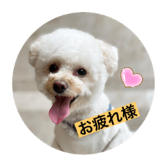 [LINEスタンプ] 犬のもちごめスタンプ