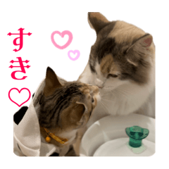 [LINEスタンプ] ノルウェージャンのユズと保護猫モモ