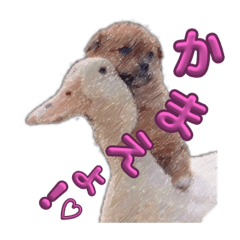 [LINEスタンプ] 可愛い動物軍団8