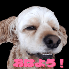 [LINEスタンプ] Dogran.LTD看板犬チャックのスタンプ