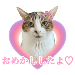 [LINEスタンプ] りこんちの猫 〜ときどきあみじぃ♡〜