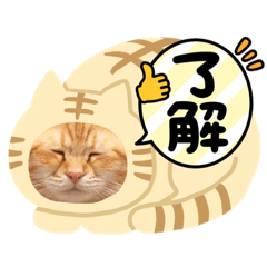 [LINEスタンプ] ホルモン3兄妹の日常