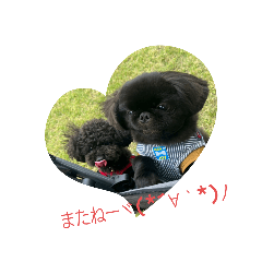 [LINEスタンプ] ペキニーズ珀と玖