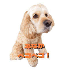 [LINEスタンプ] Dogran.LTD看板犬チャックのスタンプ2