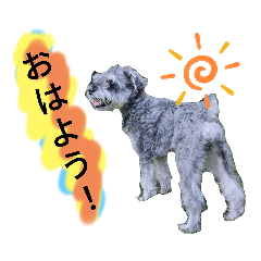 [LINEスタンプ] ミニチュアシュナウザーのGさん202310