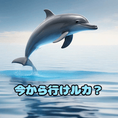 [LINEスタンプ] 質感リアルなイルカの日常質問