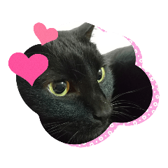 [LINEスタンプ] みぃこねこ