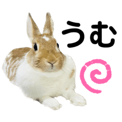 [LINEスタンプ] うさぎのもなかほっこりスタンプ