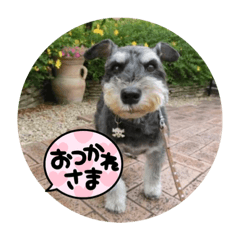 [LINEスタンプ] ミニシュナ慎と慎太のスタンプ