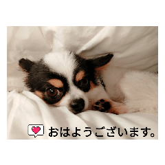 [LINEスタンプ] シャイニーの日常スタンプ2